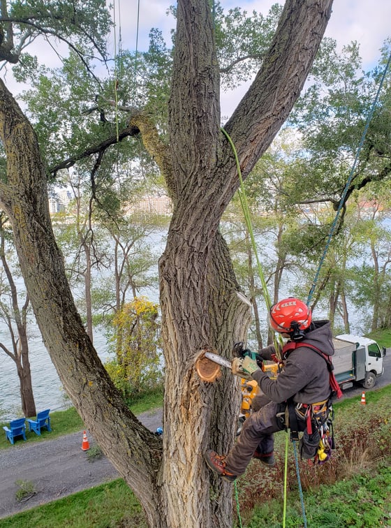 Élagage professionnel d’un arbre mature à Montréal par un arboriculteur certifié avec harnais et tronçonneuse