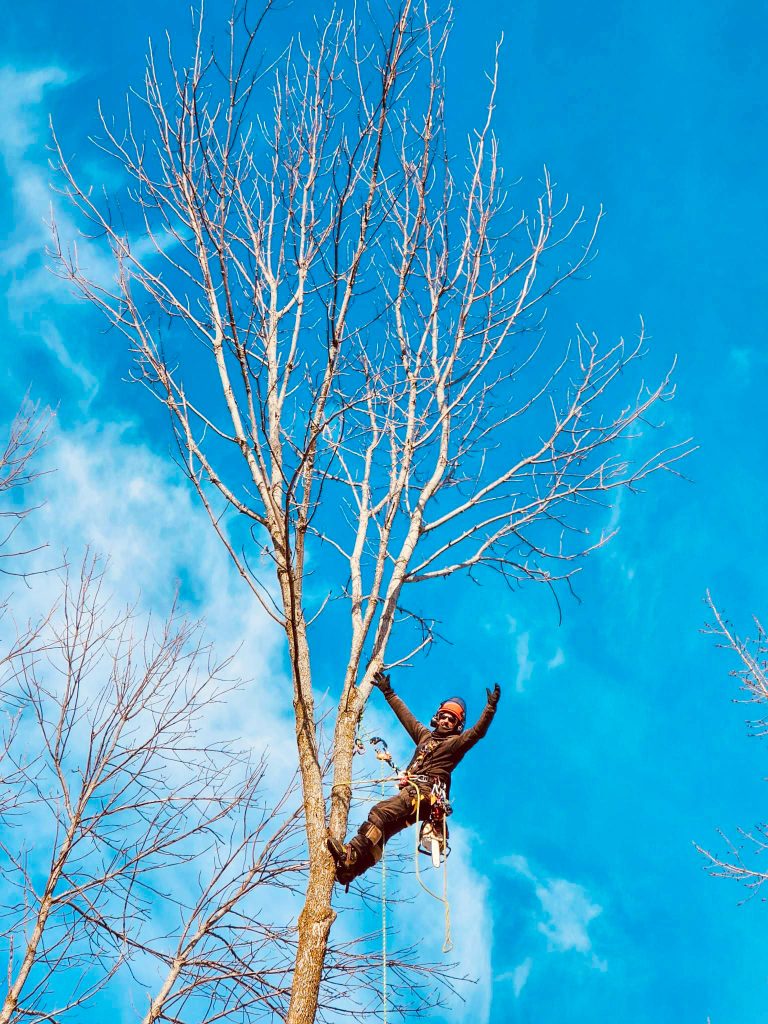 Élagueur professionnel en plein travail dans un arbre à Montréal – Offres d’emploi disponibles chez Services d’Arbres Primeau