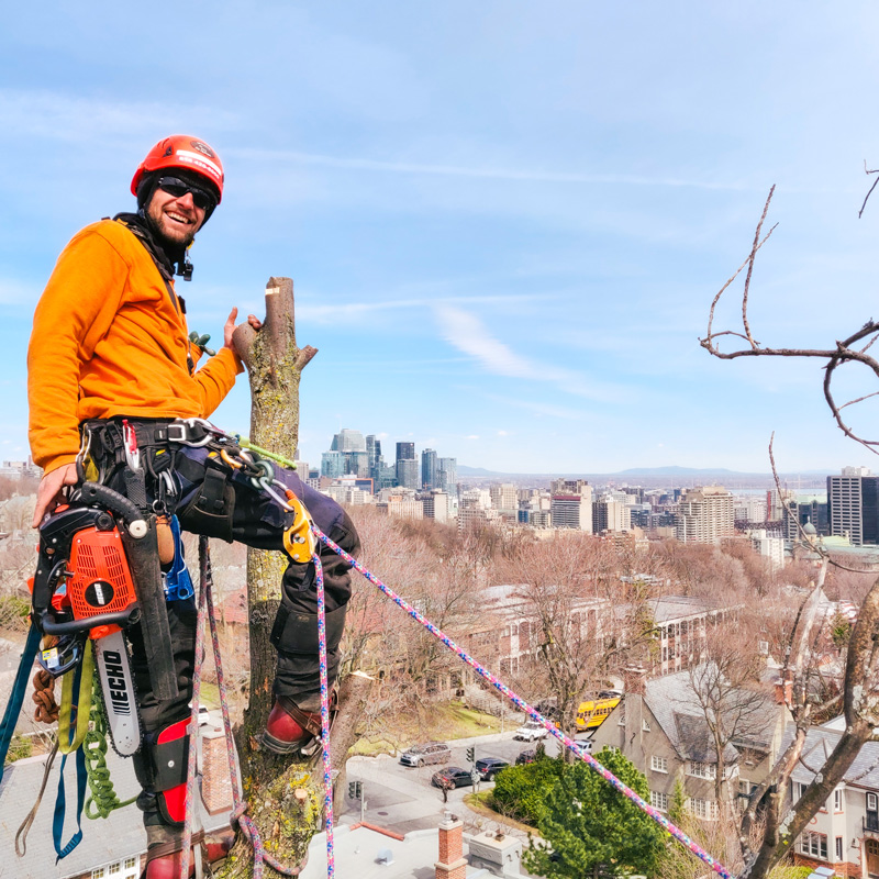 Arboriste grimpeur professionnel avec harnais et scie, en haut d’un arbre à Montréal – Emploi disponible