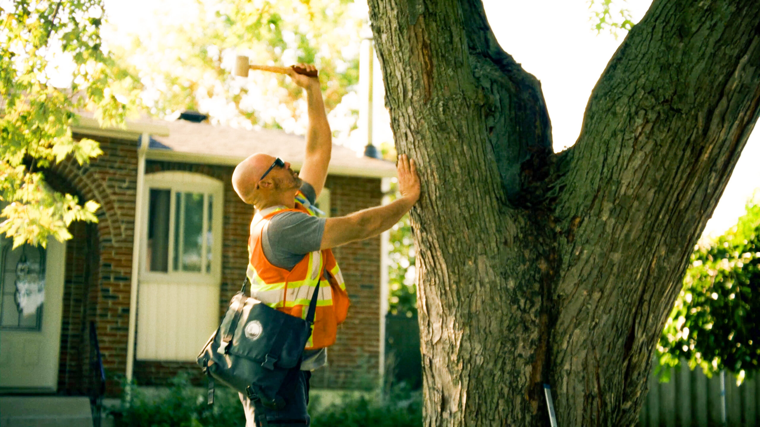 Arboriste professionnel inspectant et taillant un arbre mature dans une cour résidentielle à Montréal